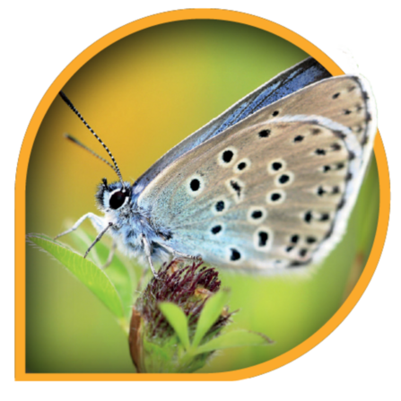 A large blue butterfly in an orange teardrop shaped icon