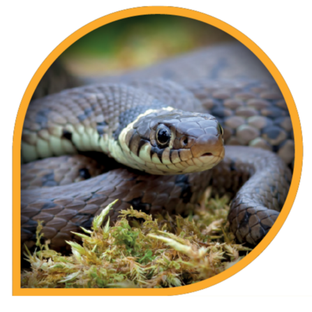 A grass snake in a teardrop shaped icon