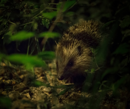 A hedgehog moving through weeds in a garden