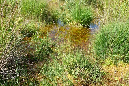 Westhay Moor landscape