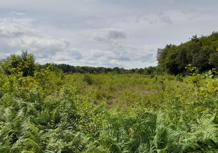 Landscape view of Westhay Moor nature reserve