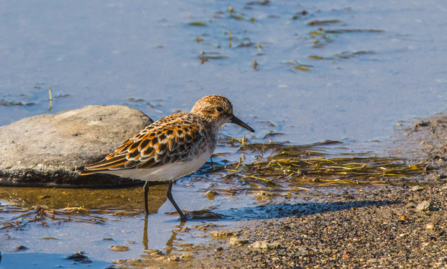 Little stint wading at waters edge