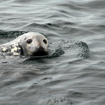 Grey seal