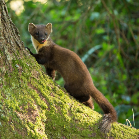 Human-Wildlife Coexistence Officer appointment made