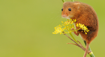 harvest mouse