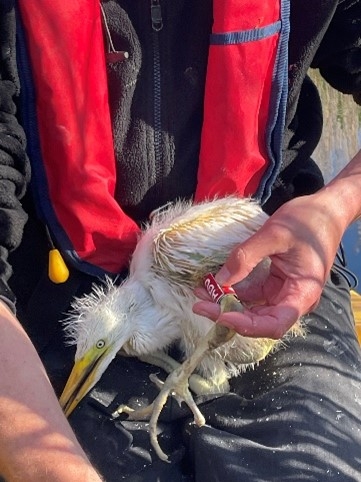 Great white egret chick being colour ringed (red ABU) 