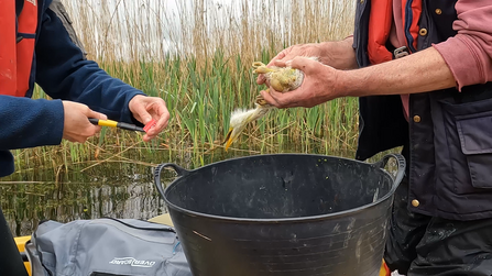 Ringing great white egret chicks