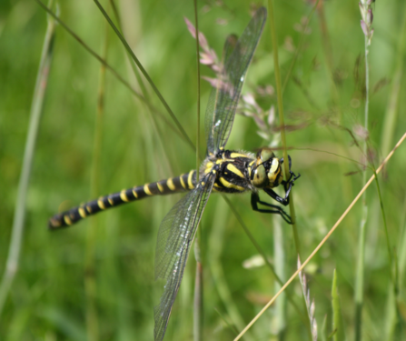 Bright image of Golden Ringed Dragonfly with green background
