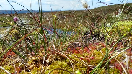 Peatland plants