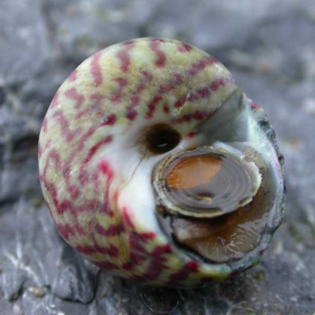 Flat Topshell – Steromphala umbilicalis