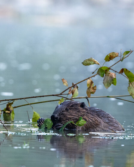 Beaver
