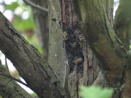 A death's-head hawk-moth clings to a tree trunk. The pale markings on its back resemble a skull