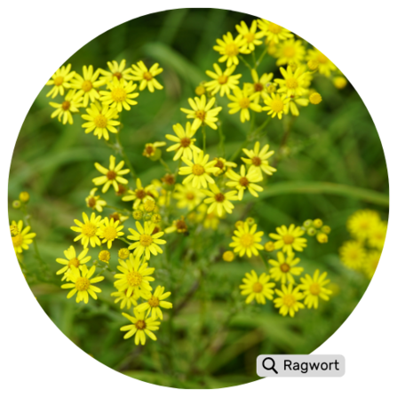 Keeping Habitats Healthy and Wild | Somerset Wildlife Trust