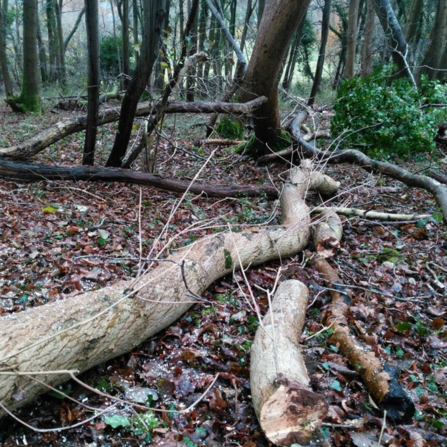 Celebrating 2024: Our 60th Year | Somerset Wildlife Trust
