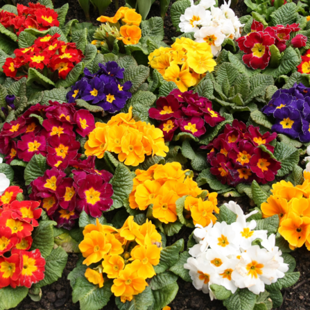 Assorted primrose in different colours