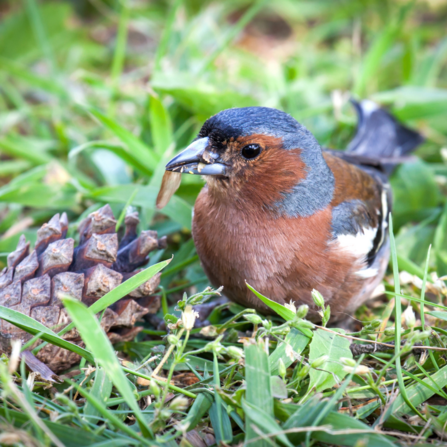 Common chaffinch