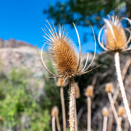 Dried teasel plant growing in nature in summer day 