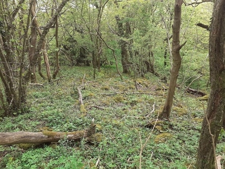 The dense woodland canopy has very little growing at ground level save some dogs mercury