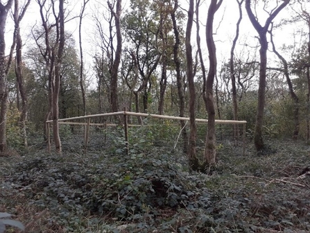 Deer exclosure in Cheddar Wood