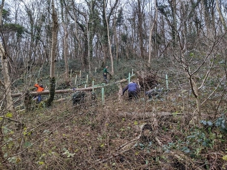 Tree planting in Cheddar Wood