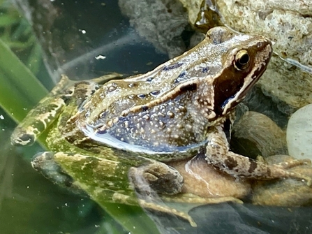 Common frog in a pond