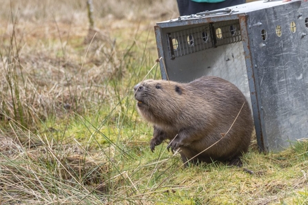 Beaver leaving crate