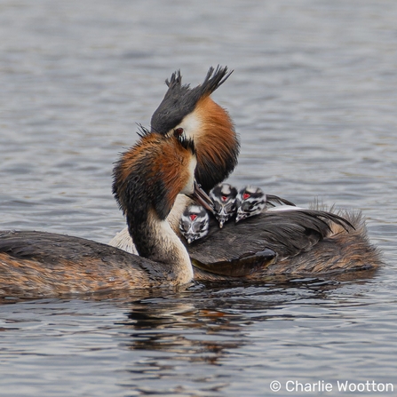 A pair of great crested grebe parents out on the water. One of them has three chicks in black and white plumage nestled on their back.
