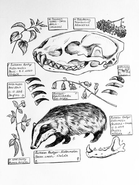 Fine line sketches of a badger, a badger skull and various flowers © Jamey Douglas