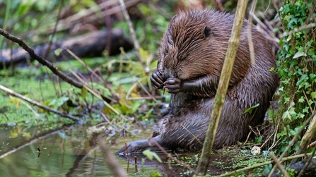 Beaver sitting on a bank at Holnicote