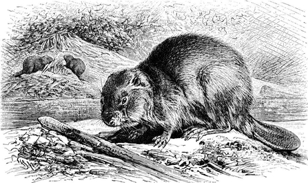 Illustration of a beaver