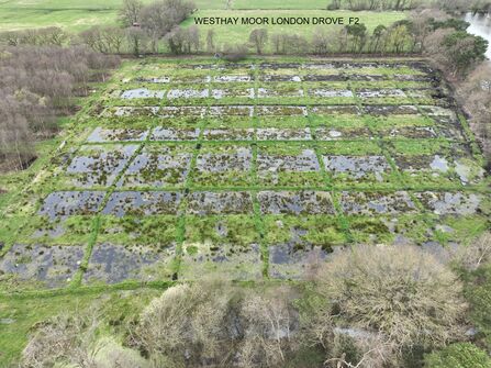 Westhay Moor peatland restoration 2025 - London Drove
