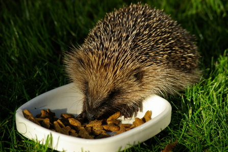 Hedgehog eating food at night from a bowl