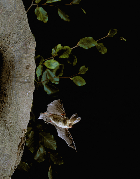 A brown long-eared bat photographed at night flying out of a tree. Its wings are outstretched and its long ears, nose and furry body are clearly visible.