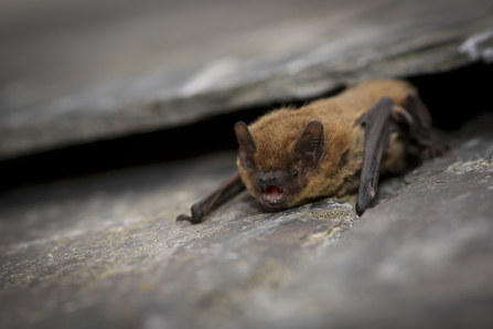 A common pipistrelle bat with wings folded, climbing out of a rocky crevice. The bat is facing the camera and the photo clearly shows its dark brown face and tiny sharp teeth, as well as the reddish brown colour of its fur. 