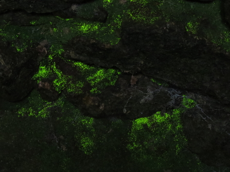 Luminous green goblin's gold moss covering the walls and ceiling inside a cave.