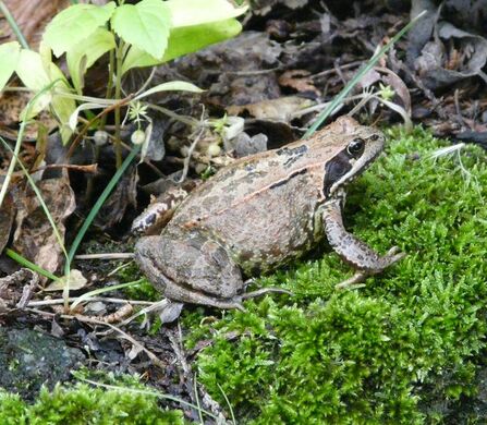 A common frog sitting on moss beside fallen leaves. Its body is light brown to grey with stripes and patches of dark green. There are also dark patches behind its eyes.