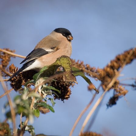 A female bullfinch, with a black cap, pale beige chest and brown and black wings, eating buddleia seeds against a blue sky.