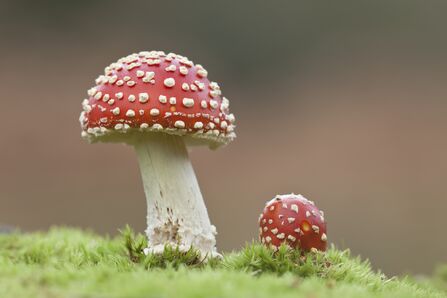 Two fly agaric mushrooms growing through green moss. One is still emerging with just its red and white spotted head visible, next to it the white stalk and red and white spotted cap of the other are fully formed.