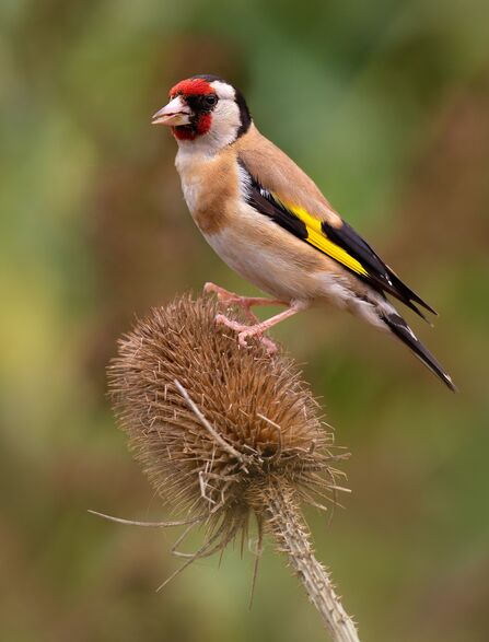 A goldfinch, with a red face and yellow and black wing bars, sitting on a teasel seed head eating the seeds.