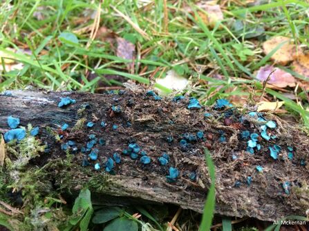 Tiny turquiose cup shaped fungi dotted around the surface of rotting wood lying in grass.
