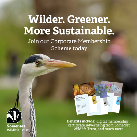 Corporate Membership graphic square with a heron and text