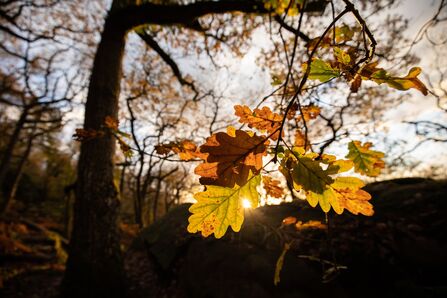 Sunlight shining through brown the last brown oak leaves at the end of a branch in autumn