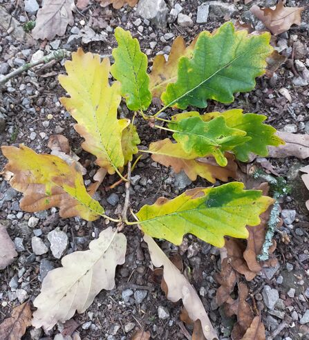 Oak leaves still attached to a twig, on the ground in a woodland. The leaves are various shades of autumn colours from green to yellow and brown.