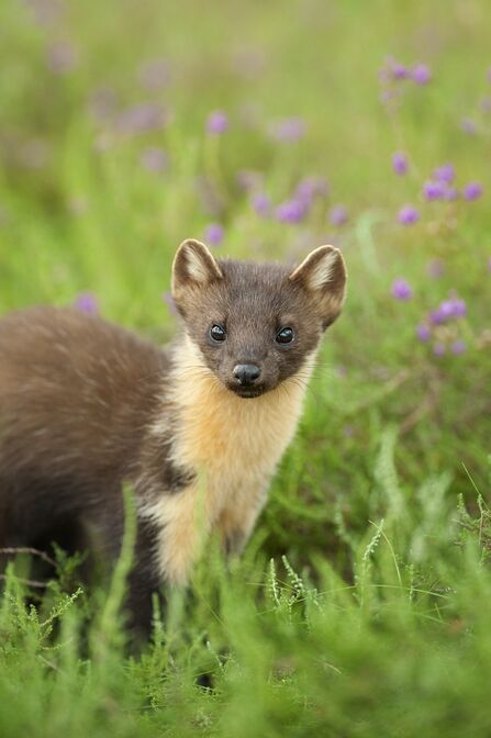 Pine marten