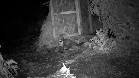 Still from release video of TM27 outside the pen