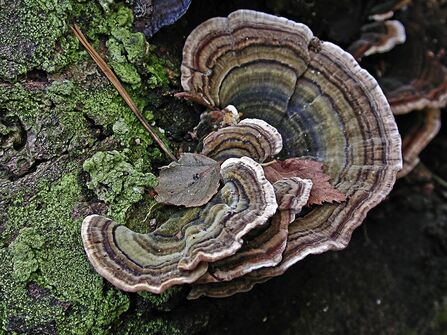 Semi-circular caps of turkey tail fungus fanning outward from a tree stump, stacked one above the other. Each one is coloured by concentric rings of blue, yellow, black and brown.
