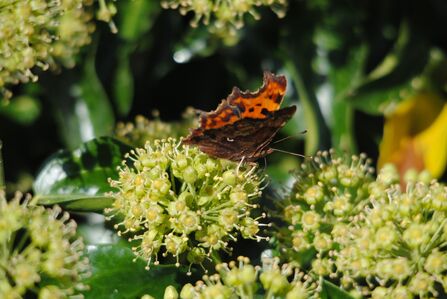 A comma butterfly feeding on pale yellow and green ivy flowers. The butterfly's wings are partially closed so that the undulating edge of one wing is visible, as well as its orange colour with dark spots and a dark border.