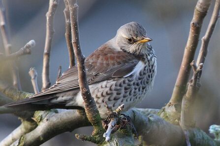 A field fare sitting on a branch. Its head and body are grey to light brown with dark speckles, and its wings are dark grey with reddish brown plumage towards the head.