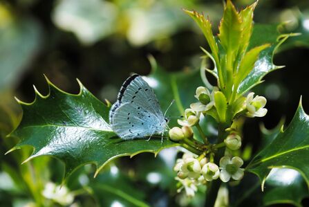 A holly blue butterfly feeding on white holly flowers. The butterfly's wings are clasped together showing the pale blue colouring and dark lines of spots underneath.