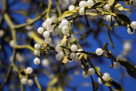 A close up photo of a sprig of mistletoe, showing lots of white berries and a few green leaves against a blue sky.